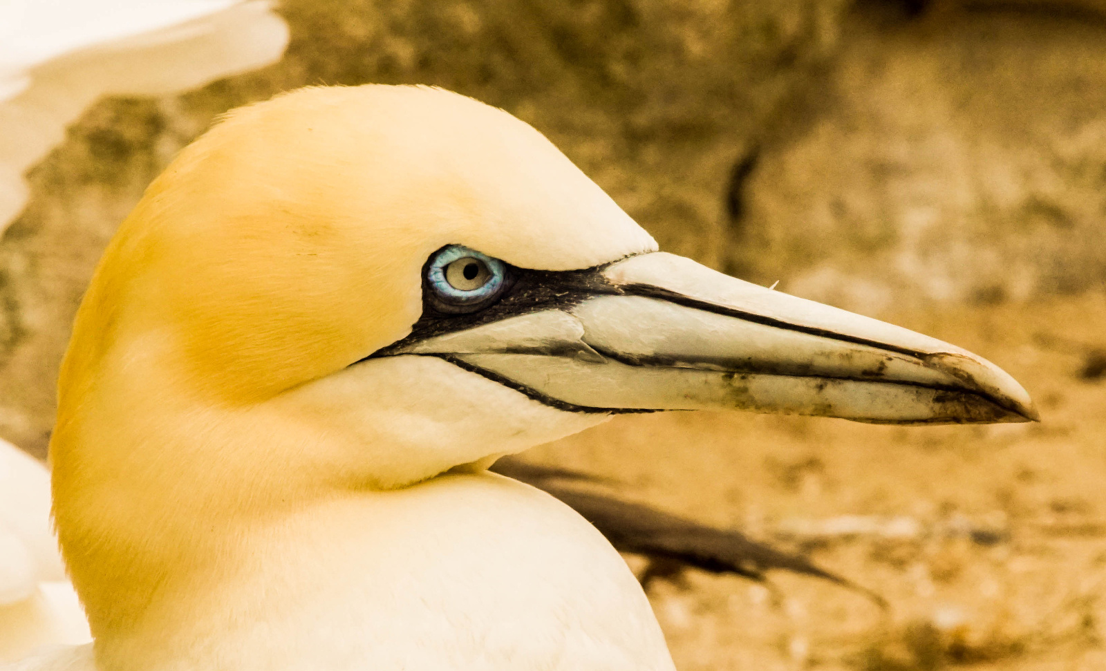 Basstölpel Zoo Bremerhaven 11